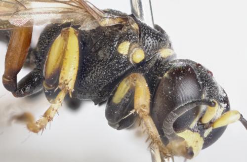 Réf. 290 058 : Psammaecius punctulatus